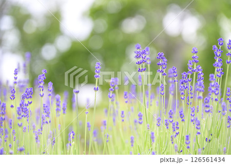 イングリッシュラベンダー ラベンダー畑 花畑 イメージ 126561434