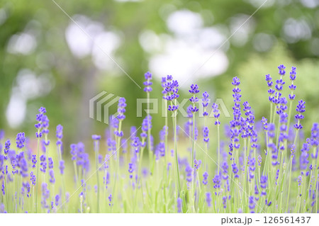 イングリッシュラベンダー ラベンダー畑 花畑 イメージ 126561437