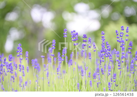 イングリッシュラベンダー ラベンダー畑 花畑 イメージ 126561438
