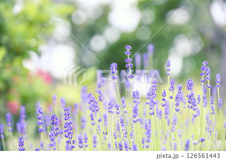 イングリッシュラベンダー ラベンダー畑 花畑 イメージ 126561443