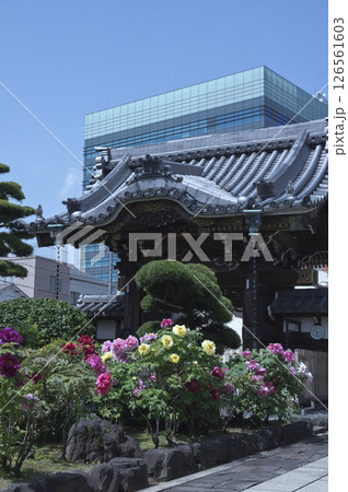 市庁舎を背景にした、常念寺山門とボタンの花 126561603