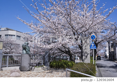 大江川緑道の桜 126561604