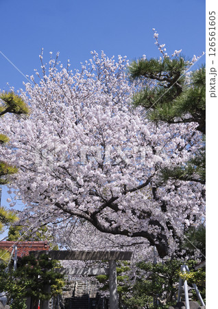 大石社参道の桜 大石社参道の桜 126561605
