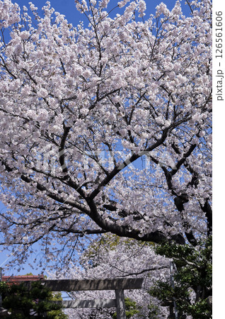 大石社参道の桜 126561606