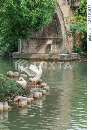 鳥 川 大井川 126561686