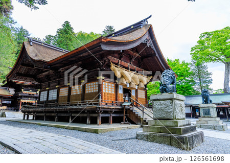 初夏の諏訪大社 下社 秋宮 長野県諏訪郡 初夏の諏訪大社 下社 秋宮 長野県諏訪郡 126561698