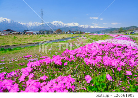 【農具川河川公園】芝桜と北アルプス【大町市】 126561905