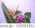 トロピカルフラワー背景素材 126561922