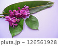 トロピカルフラワー背景素材 126561928