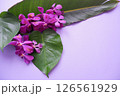 トロピカルフラワー背景素材 126561929