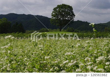 白い花が咲いた蕎麦畑と木曽馬 白い花が咲いた蕎麦畑と木曽馬 126561982