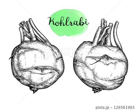 Kohlrabi ink sketch 126561983