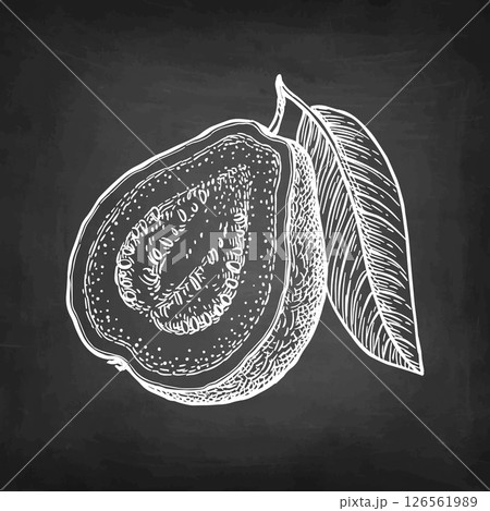 Sliced guava with leaf chalk sketch 126561989