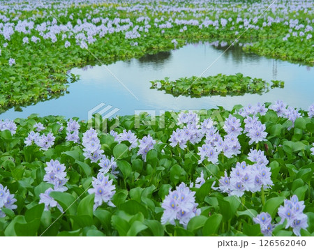 ホテイアオイの花 126562040