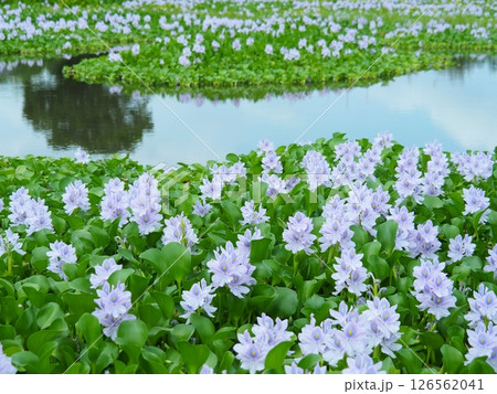 ホテイアオイの花 126562041