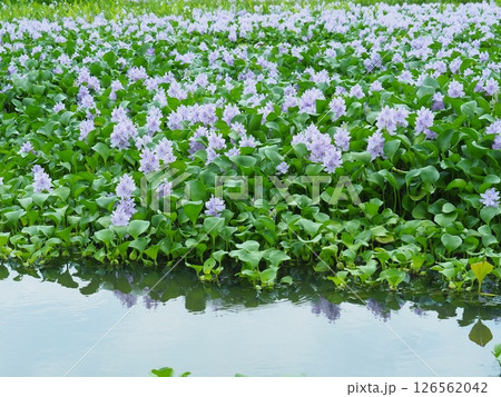 ホテイアオイの花 ホテイアオイの花 126562042