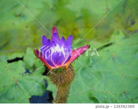 オニバスの花 オニバスの花 126562360