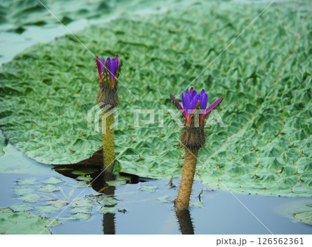 オニバスの花 オニバスの花 126562361