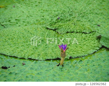 オニバスの花 オニバスの花 126562362