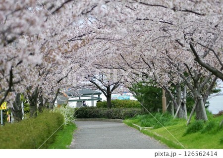 桜 126562414