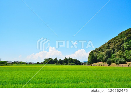 滋賀県の田園風景(滋賀県) 滋賀県の田園風景(滋賀県) 126562476