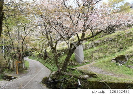三多気の桜の道 126562483