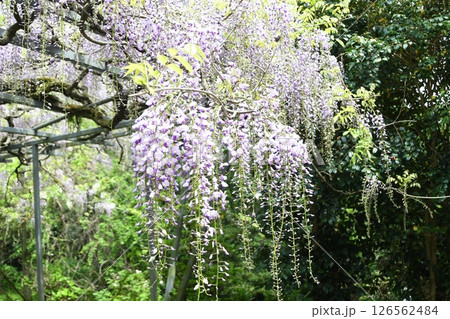 二見　太江寺　フジ 126562484