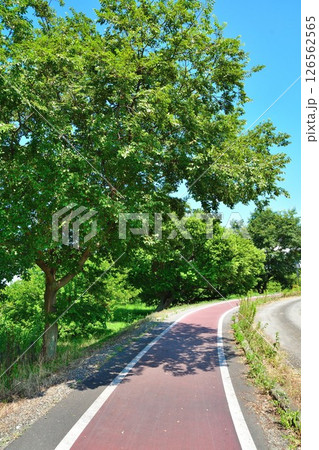 西の湖サイクリングロード(滋賀県) 西の湖サイクリングロード(滋賀県) 126562565