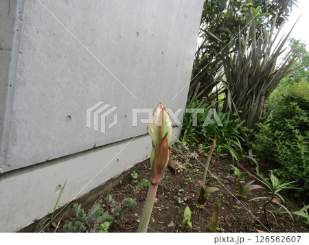 アマリリスの大きい花の蕾 126562607
