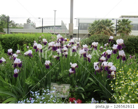 五月の花ジャーマンアイリス大きいの花 五月の花ジャーマンアイリス大きいの花 126562611