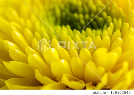 Golden chrysanthemum bloom close up with spiral petal formation and soft blooming texture. 126562646