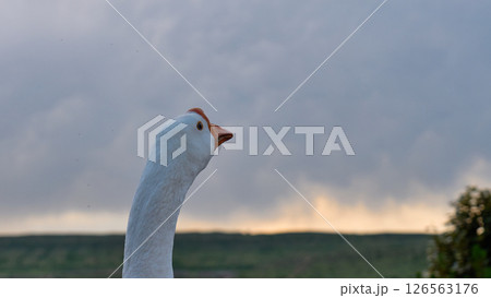 goose poses proudly with a backdrop of cloudy skies 126563176