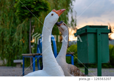 Two geese explore the grassy edge of a tranquil lake at dusk 126563207