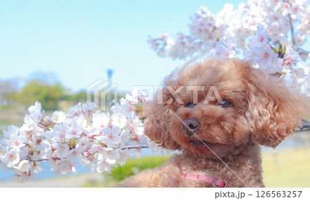 春に桜を見にトイプードルと散歩に行った 126563257