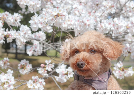 桜バックとトイプードル 桜バックとトイプードル 126563259