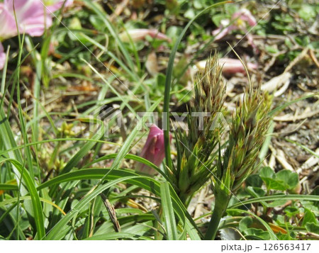 検見川浜の砂浜に育つコウボウシバの穂状の花 126563417