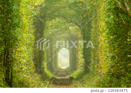 Crooked Rails in Ukrainian Tunnel of Love 126563475