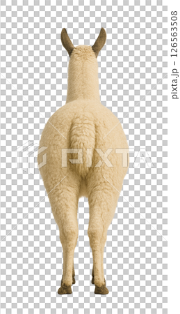 Llama's back 126563508