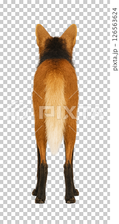 鬃狼從後面 鬃狼從後面 126563624