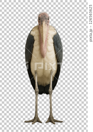 鸛鸛的正面圖 126563625