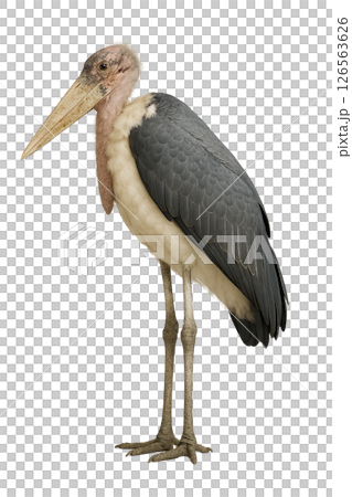 鸛鸛的側視圖 126563626