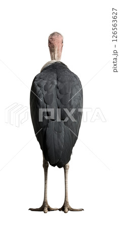 アフリカハゲコウの後ろ姿 126563627