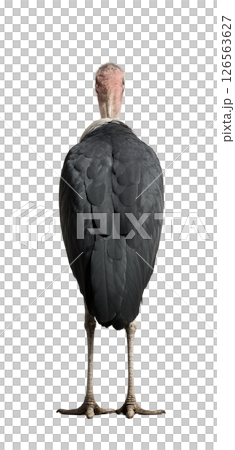 非洲禿鸛的背影 126563627