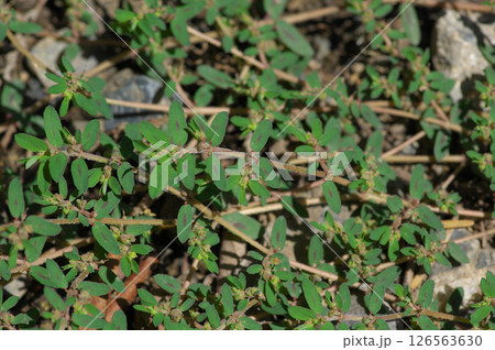 繁茂するコニシキソウ 126563630