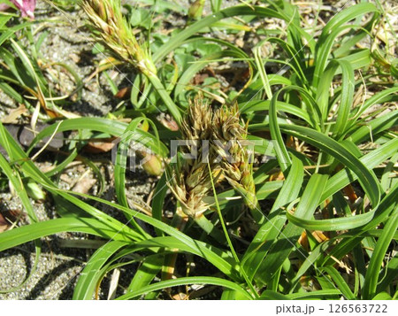 検見川浜の砂浜に育つコウボウシバの穂状の花 検見川浜の砂浜に育つコウボウシバの穂状の花 126563722