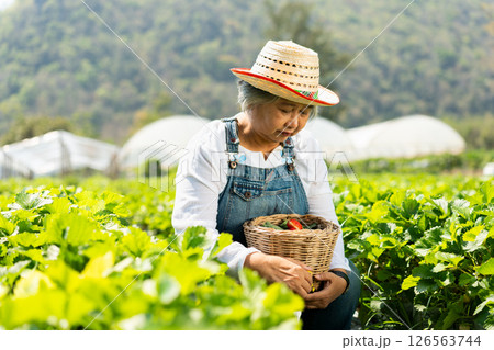 Happy Asian woman senior farmer working on organic strawberry farm and harvest picking strawberries. Farm organic fresh harvested strawberry and Agriculture industry. Happy Asian woman senior farmer working on organic strawberry farm and harvest picking strawberries. Farm organic fresh harvested strawberry and Agriculture industry. 126563744