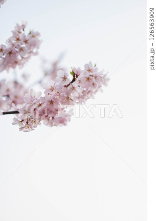 美しく咲いた桜 美しく咲いた桜 126563909