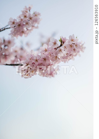 美しく咲いた桜 美しく咲いた桜 126563910