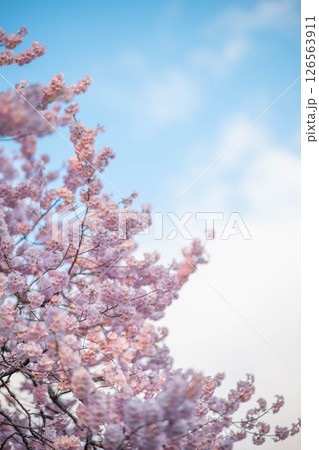 美しく咲いた桜 美しく咲いた桜 126563911