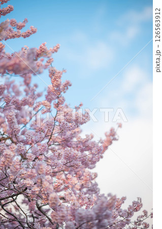美しく咲いた桜 美しく咲いた桜 126563912